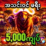 ကျွဲ